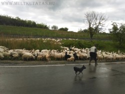 beszterce megye juhok pásztor családfakutatás erdély